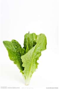 生菜 lettuce