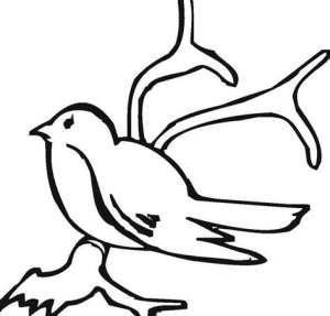 鄱阳湖候鸟简笔画图片