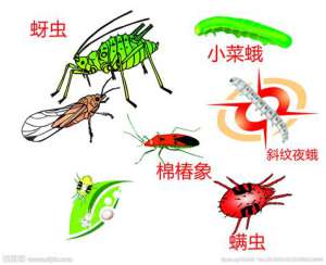 蚜虫奇特的身体构造图片
