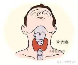 喉结的准确位置图片图片