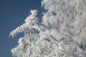 frostfrost是什么意思 frost怎么读 例句