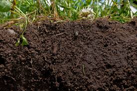 soilsoil是什么意思soil怎么读例句