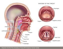 throat怎么读图片